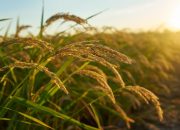 Panen Raya di Majalengka Cetak Produktivitas hingga 11,5 Ton/Ha, Perkuat Stok Beras Nasional