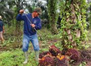 Kementan Perkuat ISPO, Arahkan Industri Sawit ke Industrialisasi Berkelanjutan