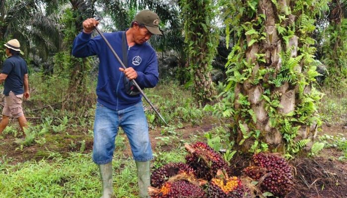 Kementan Perkuat ISPO, Arahkan Industri Sawit ke Industrialisasi Berkelanjutan