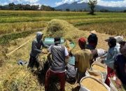 Target 700 Ribu Ton Beras di Sulselbar, Bulog Sudah Serap 25% dan Menunggu Panen Raya Akhir