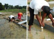 Hadapi Kemarau 2026, Kementan Perkuat Antisipasi untuk Amankan Produksi Padi di Jawa Barat