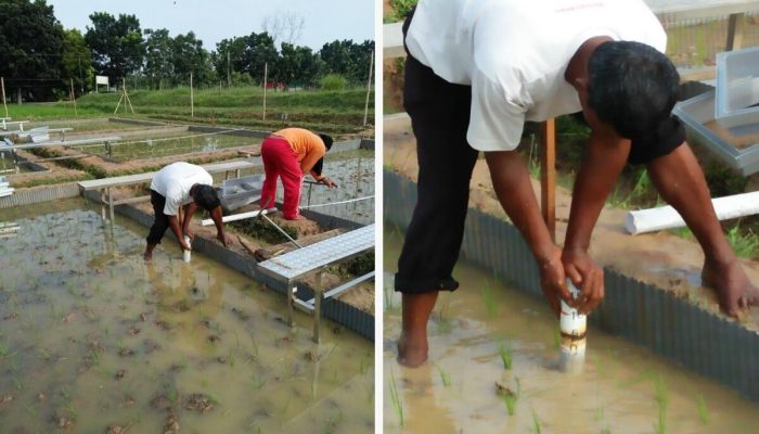 Hadapi Kemarau 2026, Kementan Perkuat Antisipasi untuk Amankan Produksi Padi di Jawa Barat