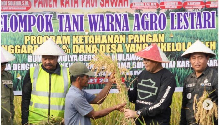 Panen Raya Padi Meluas, Kementan Pastikan Stok Pangan Aman