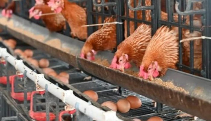 Kementan Dorong Percepatan Hilirisasi Ayam Terintegrasi untuk Perkuat Peternak Rakyat