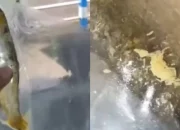 Viral Bandeng Presto MBG Ponorogo Ada Belatung Meski Divakum, SPPG Cahaya Ngrayun Akui Kelalaian dan Janji Ganti Menu untuk Siswa
