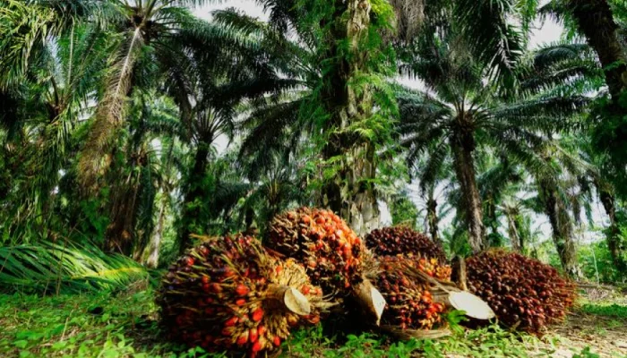 Kementan: Hilirisasi CPO Tekan Impor Solar dan Perkuat Ekonomi Nasional