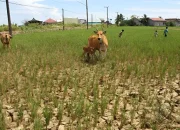 Stok Pangan Dipastikan Aman, Mentan Amran Antisipasi Ancaman El Nino di Bulan April