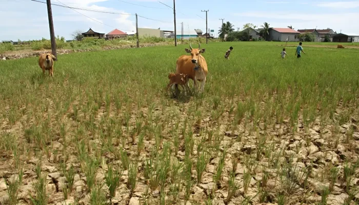Stok Pangan Dipastikan Aman, Mentan Amran Antisipasi Ancaman El Nino di Bulan April