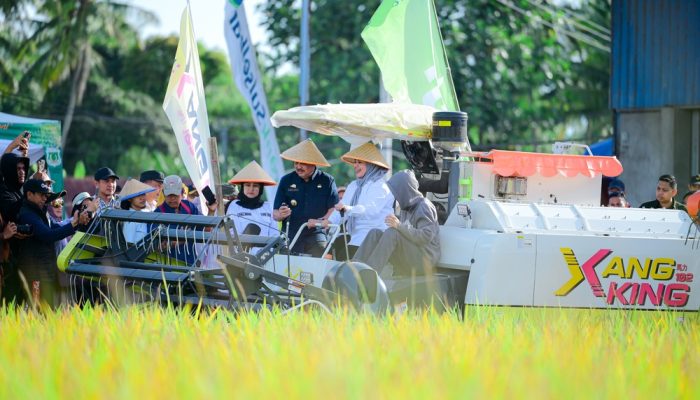 Panen Raya Pinrang Capai 6,8 Ton per Hektare, Perkuat Peran Sulsel sebagai Lumbung Pangan