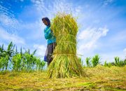 Swasembada Nyata Hingga Nagari, Panen Melimpah Terasa di Sumatera Barat