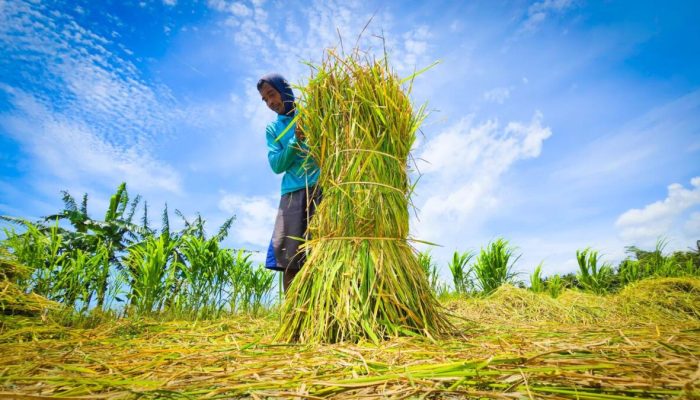 Swasembada Nyata Hingga Nagari, Panen Melimpah Terasa di Sumatera Barat
