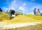 Dari Target 4 Tahun Menjadi 1 Tahun: Strategi Terukur Mentan Amran Wujudkan Swasembada Pangan