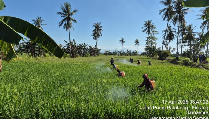 Respon Cepat, Kementan Kawal Gerakan Pengendalian Hama di Pinrang