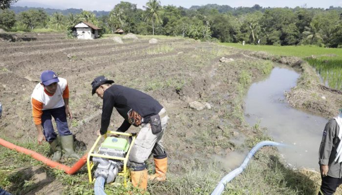 Pompanisasi dan Pupuk Terjaga, Petani Tetap Produksi di Tengah Kemarau