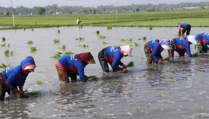 Hadapi Kemarau, Kementan Pacu Tanam Serentak di 38 Daerah se-Jawa Timur