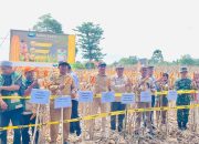 Perkuat Ketahanan Pangan, Camat Baebunta Selatan Panen Perdana di Dusun Mangkallang