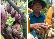 Disperta Kotamobagu Usulkan Bantuan Bibit Kakao dan Jagung ke Kementan-RI