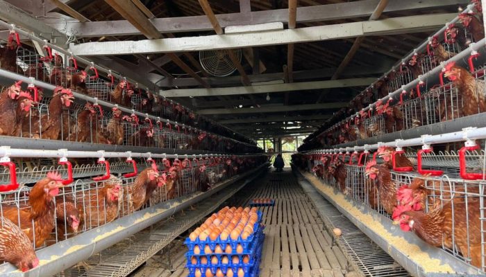 Kementan Perkuat Serapan dan Hilirisasi, Asosiasi Pastikan Kondisi Peternak Tetap Kondusif