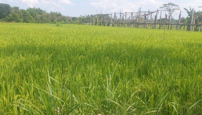 Kementan dan Pemda Perkuat Antisipasi Kemarau, Pastikan Pertanaman Padi Gunungkidul Tetap Aman Hingga Masa Panen